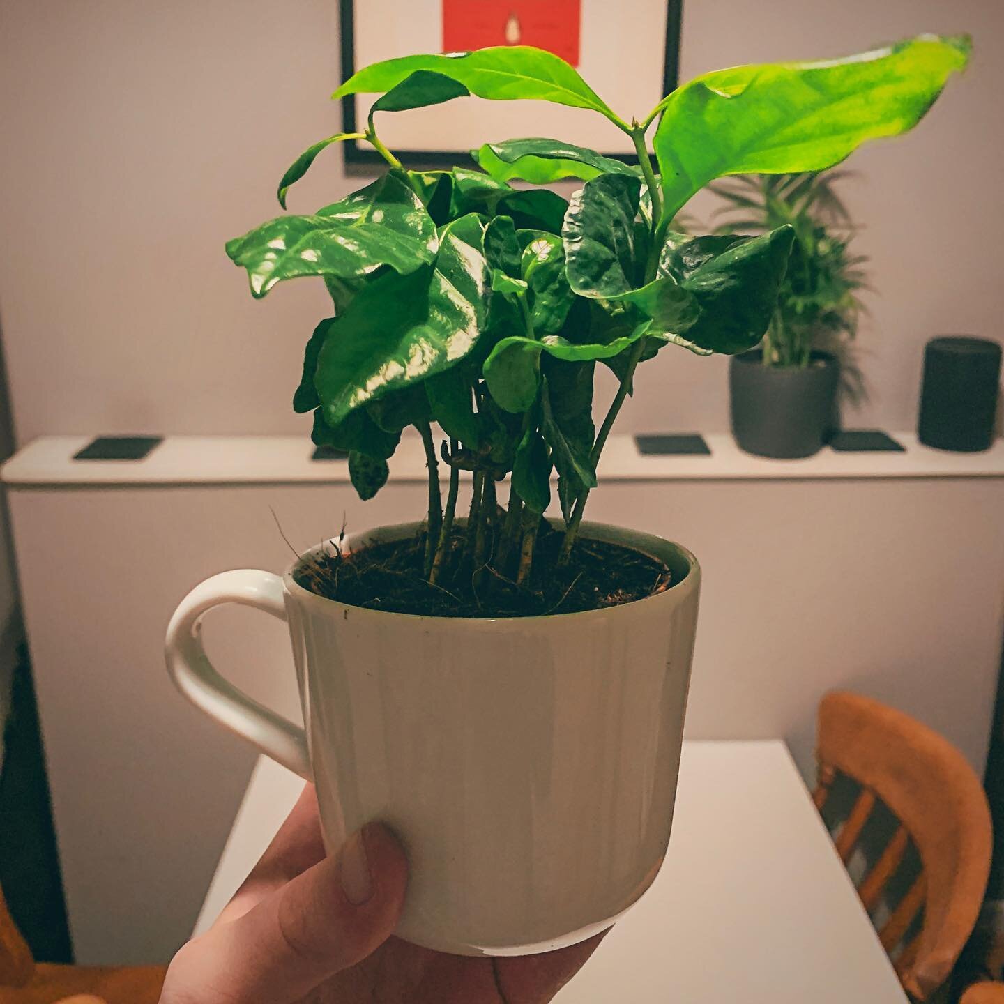 Coffee plant in a coffee mug
