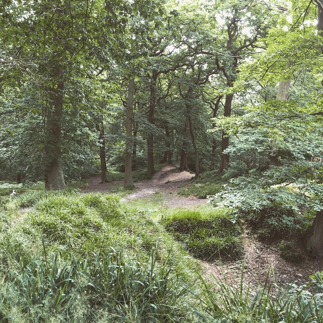 Swithland Wood