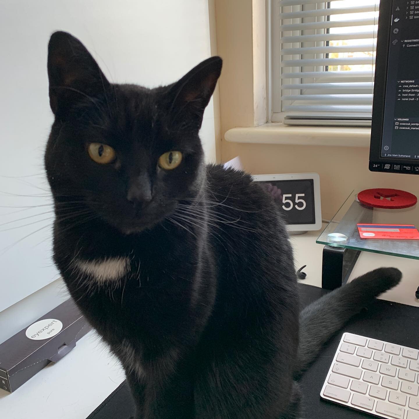 Lara the cat on desk